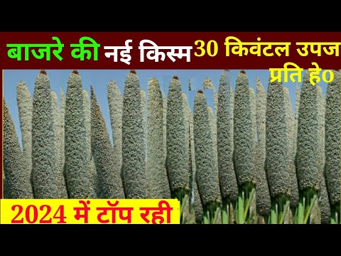 Bajre ki kheti // बाजरे की नई किस्म 30क्विंटल उपज वाली कोई नहीं बताएगा // new Verity of pearl millet