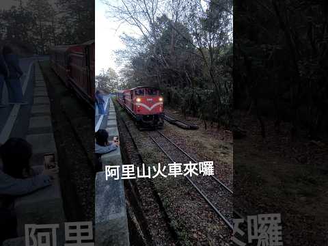 阿裡山森林小火車來囉