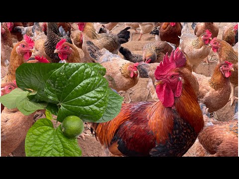 How to raise chickens in the rainy season - prepare chicken feed