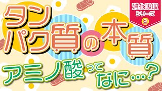 【タンパク質】の本質～アミノ酸ってなに？～　消化吸収シリーズ②（再アップ）