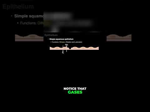 Mastering the Art of Diffusion.  Simple Squamous Epithelium. #shorts #anatomy #histology