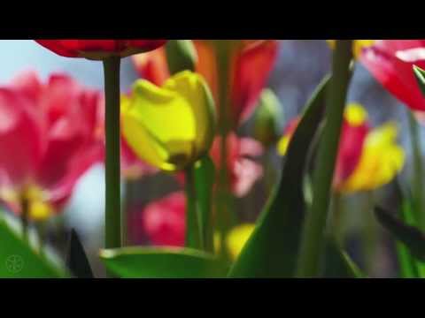 SPRING 4K (ULTRA HD)