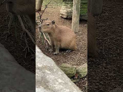 朝ごはんもらうよカピバラさん(伊豆シャボテン動物公園) #capybara #Shorts