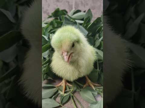 Most beautiful chicks #most #beautiful #chicks