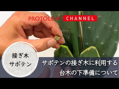 【接ぎ木サボテン】サボテンの接ぎ木に利用する台木の下準備について