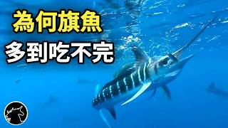 為何唯獨 旗魚 不會有其他魚類冒充，鮪魚 鱈魚 土魠 卻充滿假貨? 劍旗魚 劍魚 海洋生物動物 魚罐頭 全聯超市旗魚  馬林魚 海鮮 海產 美食 食物 食品 購物 省錢