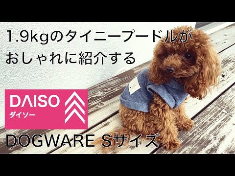 体重1.9キロのタイニープードルが、ダイソーのペット服をおしゃれに紹介【DAYSO/100均】