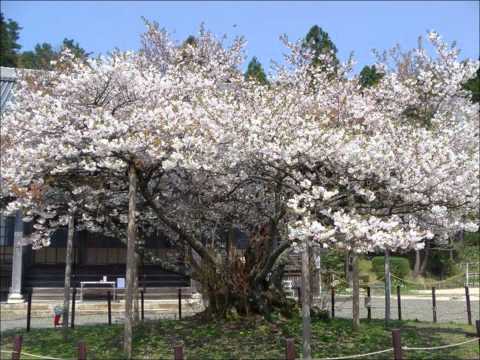 楊貴妃桜　福井県若狭町