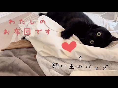 飼い主のバッグの上ですりすりが止まらない黒猫