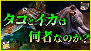 【ゆっくり解説】地球外生命体⁉「タコ」と「イカ」は何者なのか？を解説/心臓が3つ⁉謎が多すぎる生態の謎について