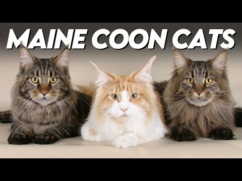 The Ultimate Guide to Maine Coon Cats: Everything You Need to Know