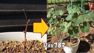 How to grow grape from store-bought grape