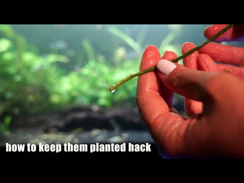 How to Get Your Stem Plants to Stay Down!