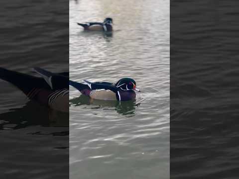 WHAT IS THIS ANIMAL?? #shorts #shortsvideo #youtubeshorts #duck #ponds #animal #nature #mamal #aqua