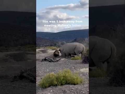 Lion was 1 inch away from meeting Mufasa's father #lion #wildlife #shorts #youtube