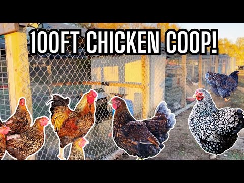 Touring a Farm with Goats, Sheep & 100 Foot Chicken Pen | Hatching All Colored Wyandotte Chickens