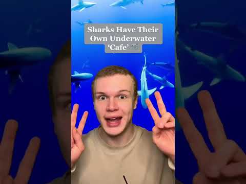 Mind-Bending Facts About The Ocean 🌊 #facts #facts #ocean #water #crazy #interesting