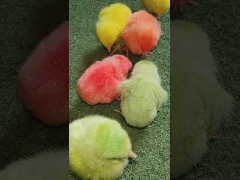 so many colored chicks #hen #cute #chicks #birds