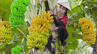 Harvest Big Bananas & Sell at Market – Farm Life, Animal Care & Bushcraft