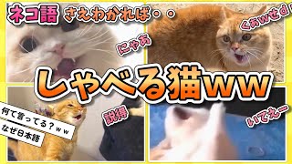 【2ch動物スレ】なんて言ってる？しゃべる猫たちｗｗ他