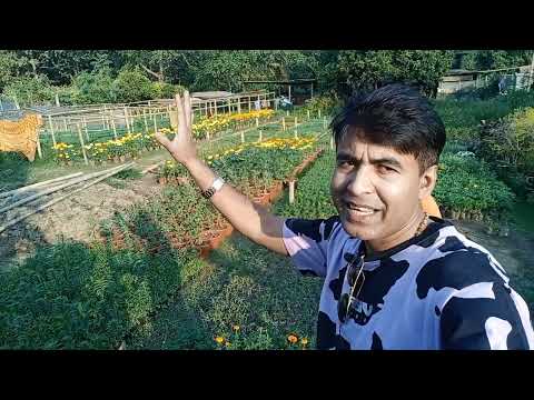 আজকে ফার্ম হাউসের জন্য ফুলের চারা কিনতে যাব ll Vlog-2 ll #Sarkar Farm House ll