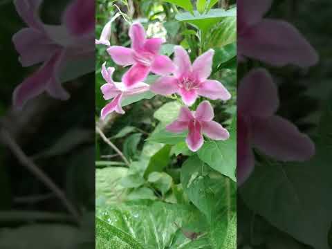 Beautiful flowers of Barleria Cristata #shorts