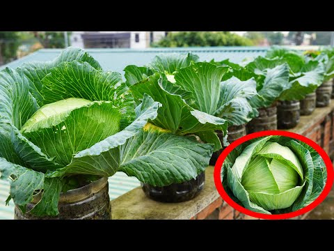 Growing Cabbage Without a Garden! Balcony Gardening Secrets Exposed!