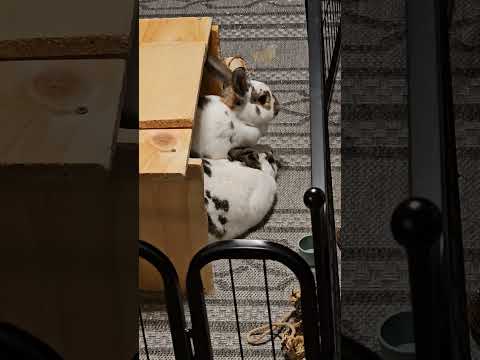 Bunnies Love Cleaning, these two love each other. ❤️