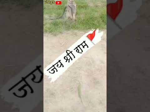 बंदर और की दोस्ती Sathi Tera sath atut Dosti gehra rishta#new #2023 #new #trending