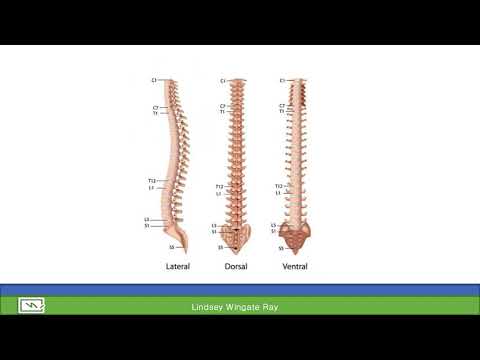 Musculoskeletal #2