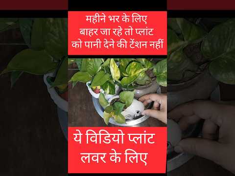 Plant lover ke liye amazing tips #kitchentipsinhindi #shortsfeed #kitchehacks #minivlog #kitchentips