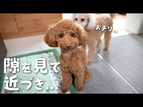 子犬に対しておかしな行動をするようになった兄犬【多頭飼い】【トイプードル】