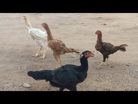 Aseel Chickens: A Colorful Spectrum of Pure Breeds – Black White and Brown