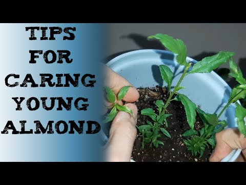 How to care for Almond Trees 技巧和窍门从事园艺扁桃 जानें बादाम के पौधे के बारे में миндаль Germinar ALMENDRAS