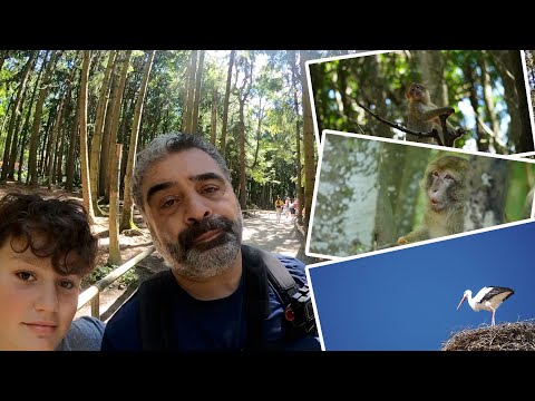 Affenberg Salem - Berberaffen hautnah - Baby Alarm | GoPro MAX