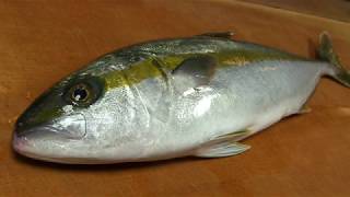 ヒラマサのさばき方～短期熟成とカマの塩焼き、胃袋のポン酢和えの作り方～How to fillet a Yellowtail Amberjack and make sushi.