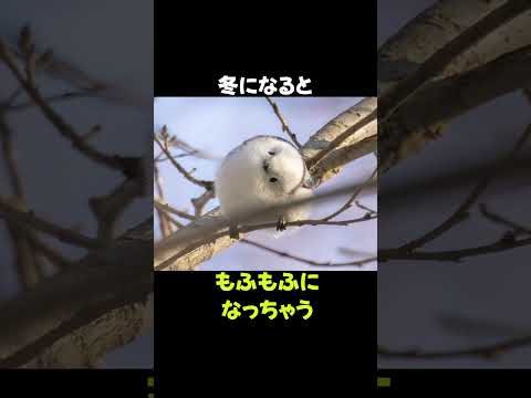 かわいすぎる妖精「シマエナガ」の雑学 #動物 #生き物 #shorts #雑学 #豆知識 #おもしろい