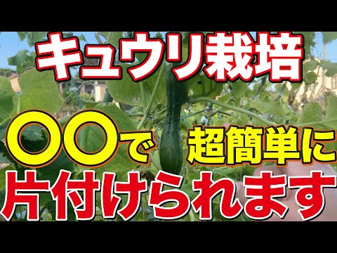 【1分で終わる】キュウリの後片付けを格段に楽にする方法、皆さんしてますか？