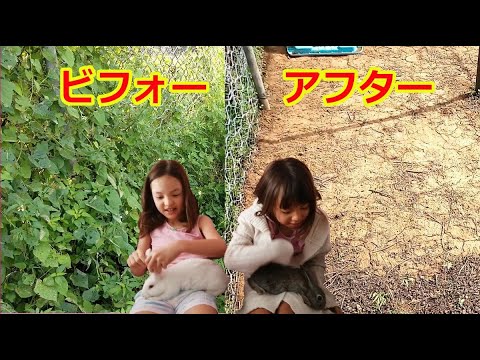 うさぎの除草パワー恐るべし/３匹のうさぎ物語/耕作放棄地問題解決第一歩