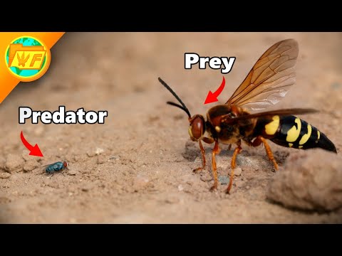 Tiny Fly TAKES ON Giant Wasp!