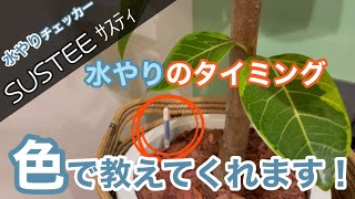 【水やりチェッカー】SUS-tee(ｻｽﾃｨ)レビュー！！水やりの失敗無くなります！！観葉植物(フィカス・アルテシマ)