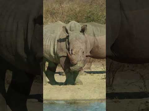 Endangered Species: Black Rhino