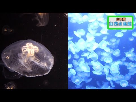 クラネタリウムってどんなとこ？世界一のクラゲ水族館！加茂水族館