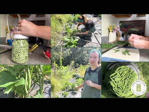 A Call to Prepare | Drying Green Beans