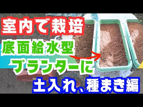 【家庭菜園】、雪が降ったので室内で【プランター】栽培します❗️土入れ、種蒔き編