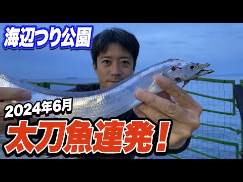 【横須賀海辺つり公園】タチウオが公園中で釣れる！夏太刀魚がきた...(2024/6/17,20)