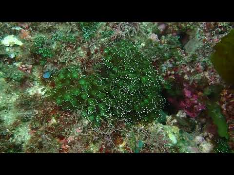 揺らぐ2024.12.23山口県周防大島町「一心坊ニホンアワサンゴ群落」