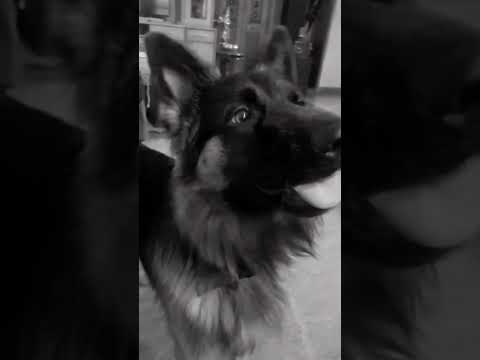 Bruno loves it , pls subscribe #blackpink #블랙핑크 #blink #germanshepherd #dog