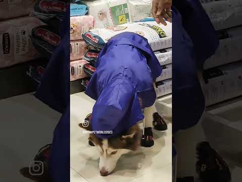 Monsoon shopping for husky Dog #dog #pets #petlovers #monsoon #husky #rain #love #smile #shorts 🐾🐶😻🔥