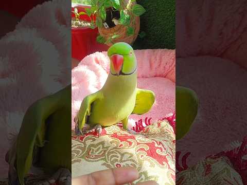 Parrot toking training ♥️#funnypets #foryou #trending #shorts #viralshort